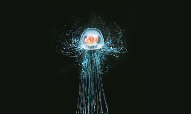 Turritopsis dohrnii Immortal Jellyfish Turritopsis dohrnii