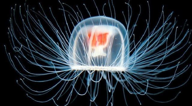 Turritopsis dohrnii The Immortal Jellyfish IT39S RAINING ANIMALS