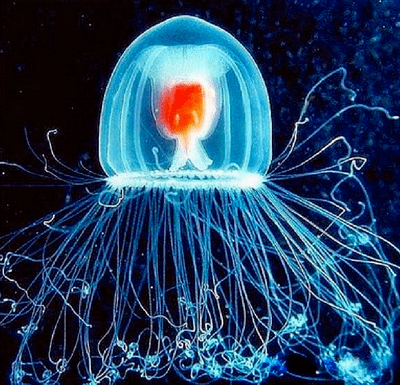 Turritopsis dohrnii Immortal Jellyfish The creature that defies death