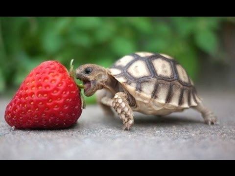 Turtle Turtle Tortoise A Funny Turtle And Cute Turtle Videos