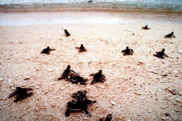 Turtle Islands National Park (Malaysia) wwwsabahtourismcomsitesdefaultfilesstylesme