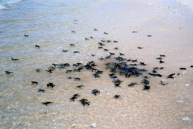 Turtle Islands National Park (Malaysia) myislandspl Blog Archive Turtle Islands
