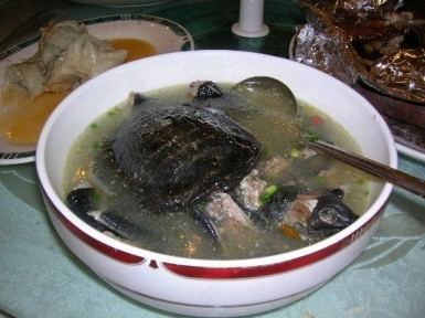Turtle soup China Volunteer Turtle Soup by Kiera