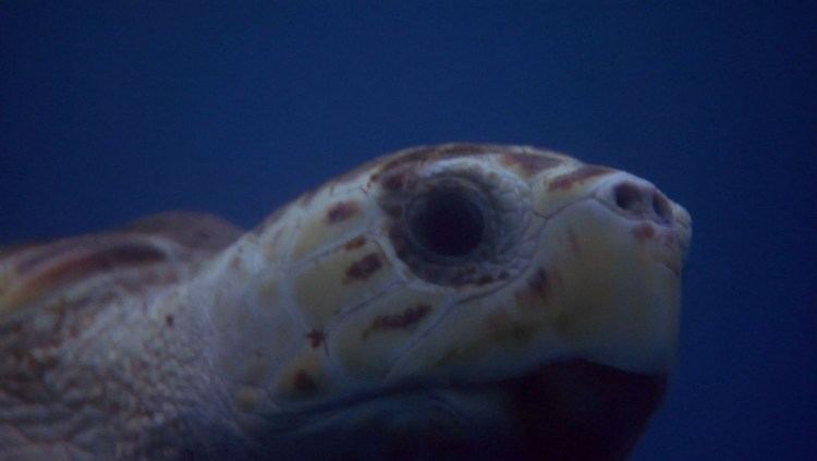 Turtle: The Incredible Journey Turtle The Incredible Journey Documentary 2009 movieHD YouTube