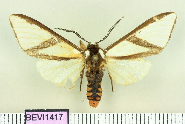 Turuptiana affinis