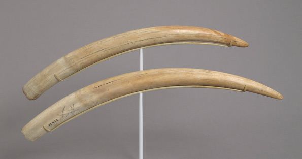 Tusk The Walrus and Its Tusks The Metropolitan Museum of Art