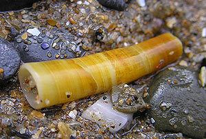 Tusk shell Molluscs of Australia