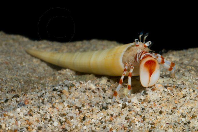 Tusk shell Tusk Shell Hermit Crab Smithsonian Ocean Portal