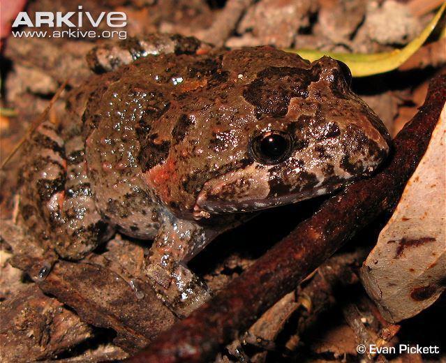 Tusked frog Tusked frog videos photos and facts Adelotus brevis ARKive