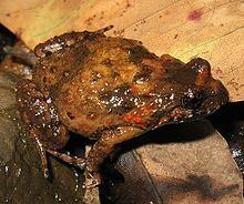 Tusked frog Tusked frog Wikipedia