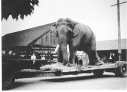 Tusko Tusko the elephant rampages through SedroWoolley on May 15 1922