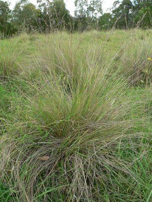 Tussock (grass) Poa tussock or tussock grass
