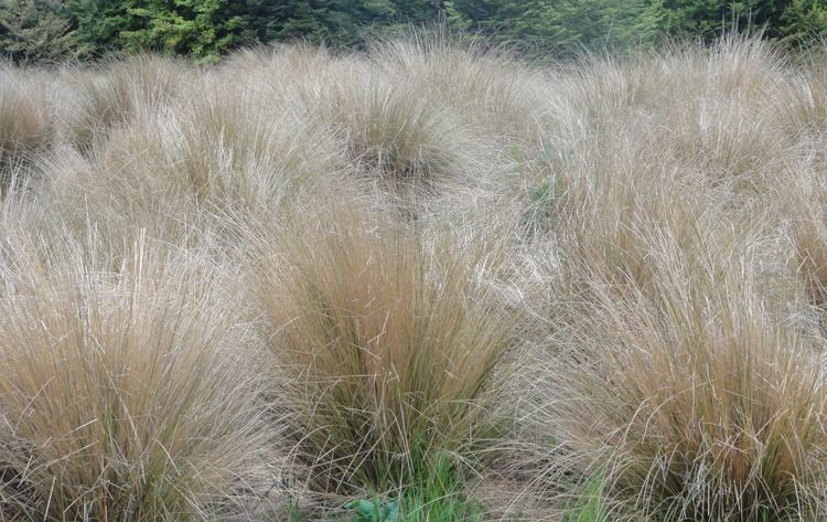 Tussock (grass) FileTussock Grass NZJPG Wikimedia Commons