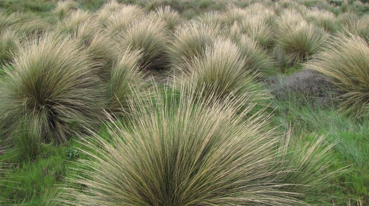 Tussock (grass) Poa poiformis Coast Tussock Grass landscaping Pinterest