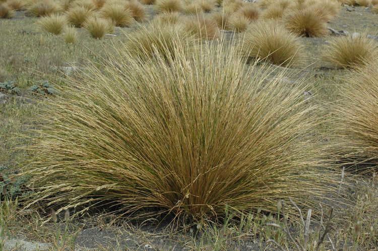 Tussock (grass) Grasslands Environment Guide