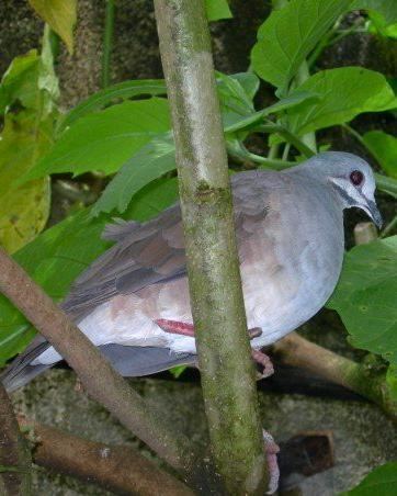 Tuxtla quail-dove BirdsEye Photography Review Photos