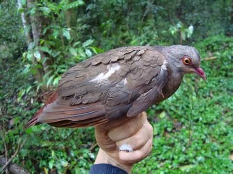 Tuxtla quail-dove More on Geotrygon carrikeri Veracruz quaildove