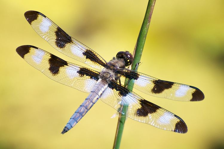 Twelve-spotted skimmer Male Twelvespotted Skimmer dragonfly A male Twelvespotte Flickr