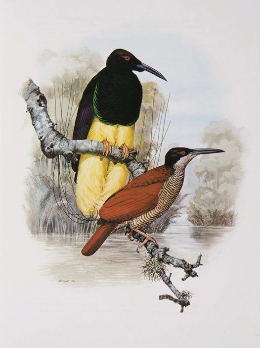 Twelve-wired bird-of-paradise Twelvewired Bird of Paradise Australian Museum