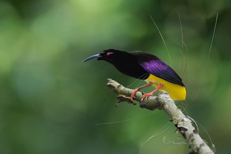 Twelve-wired bird-of-paradise Flickr photos of twelvewired birdofparadise Picssr