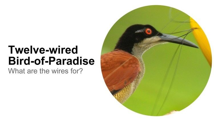 Twelve-wired bird-of-paradise Twelvewired BirdofParadise What Are the Wires For YouTube