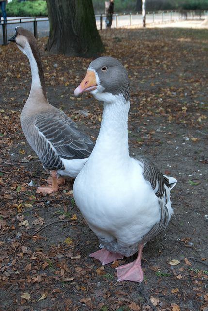 Twente Landrace Goose | Big bird, Animals and pets, Farm animals