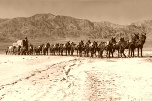 Twenty-mule team 20 Mule Teams in Death Valley