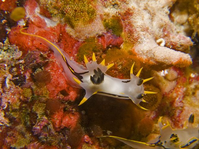 Twin-crowned nudibranch