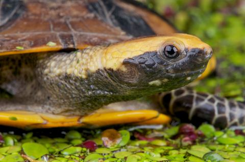 Twist-necked turtle Twist Necked Turtle for Sale Reptiles for Sale