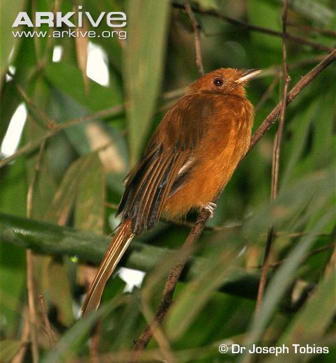 Twistwing Rufous twistwing videos photos and facts Cnipodectes superrufus