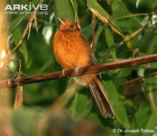 Twistwing Rufous twistwing photo Cnipodectes superrufus G62364 ARKive