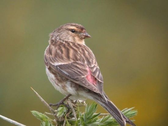 Twite Twite BirdForum Opus