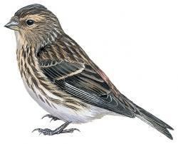 Twite wwwhbwcomsitesdefaultfilesstyleslargeapub