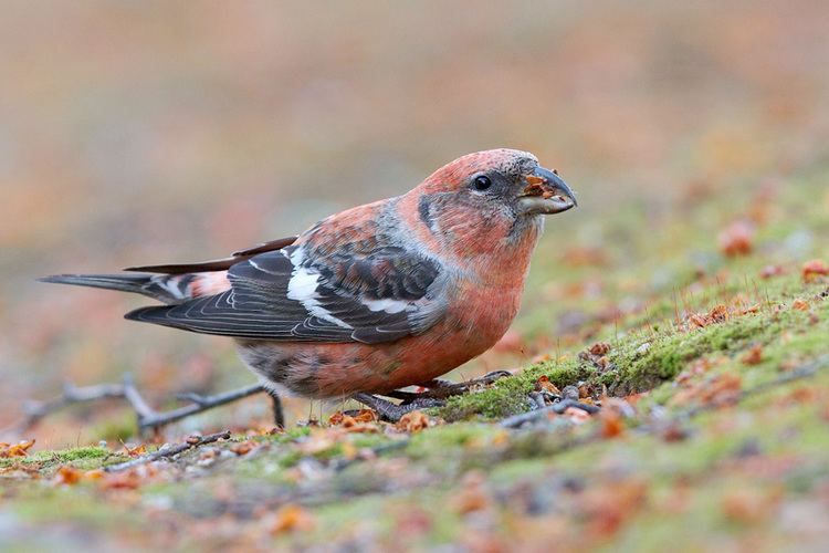 Two-barred crossbill The Lynford crossbill conundrum