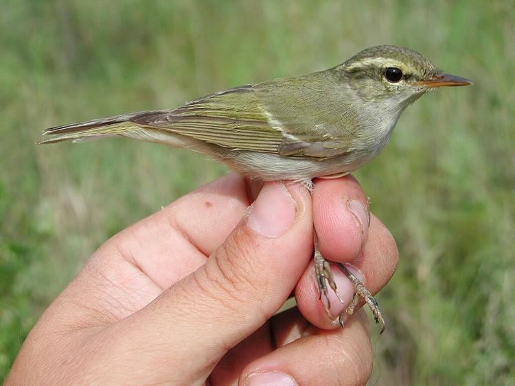 Two-barred warbler wwwhbwcomsitesdefaultfilesstylesibc1kpubl