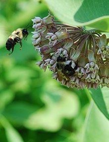 Two-spotted bumble bee httpsuploadwikimediaorgwikipediacommonsthu