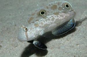 Two-spotted goby Two Spot Goby Signigobius biocellatus Care amp Spawning from Exotic