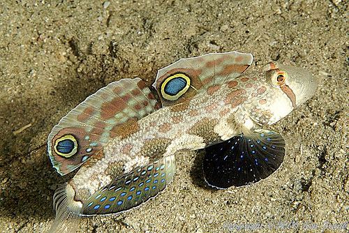 Two-spotted goby Buy Two Spot Goby Online at Aquarium Warehouse