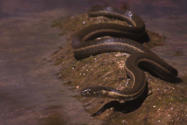 Two-striped garter snake Wild Herps Twostriped Gartersnake Thamnophis hammondii