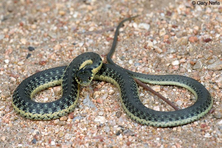 Two-striped garter snake Twostriped Gartersnake Thamnophis hammondii