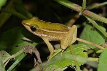 Two-striped grass frog httpsuploadwikimediaorgwikipediacommonsthu