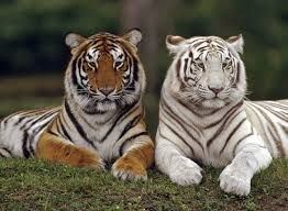 Two Tigers (nursery rhyme) Two tigers sit close together one siberian the other white