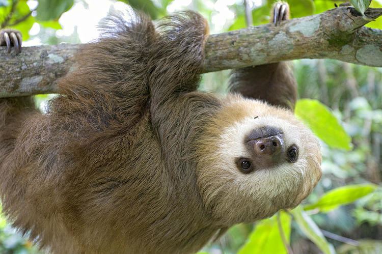 Two-toed sloth All Things Sloth Species of Sloths
