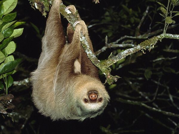 Two-toed sloth toed Sloth Megalonychidae
