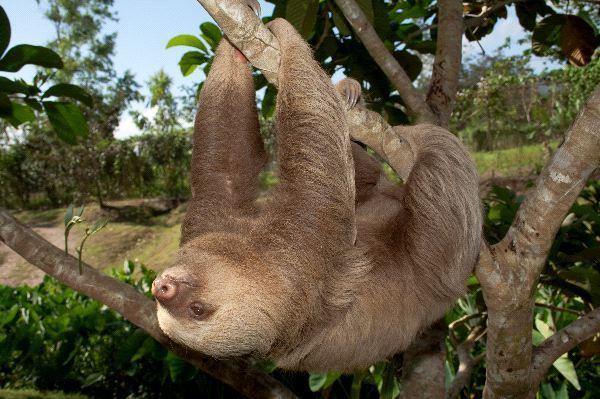 Two-toed sloth TwoToed Sloth Animal Facts and Information