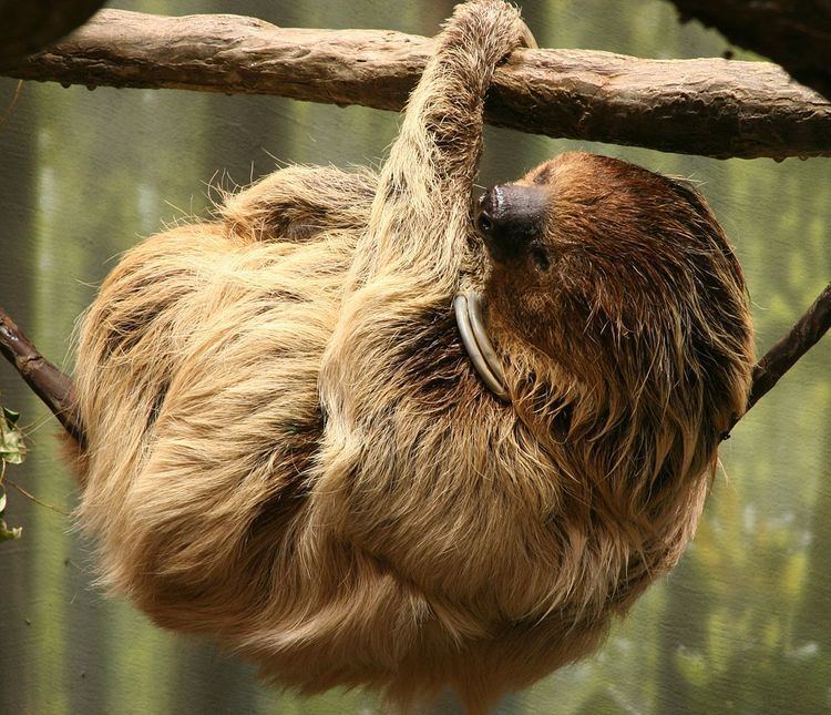 Two-toed sloth Twotoed sloth Wikipedia