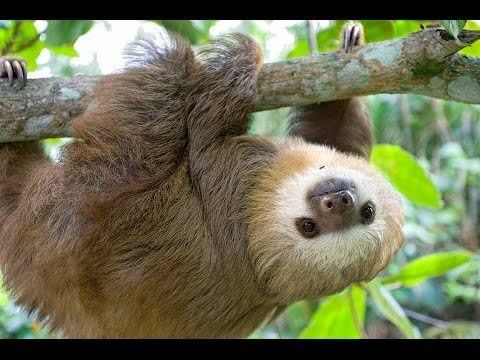 Two-toed sloth httpsiytimgcomvicOREuG6MPwhqdefaultjpg