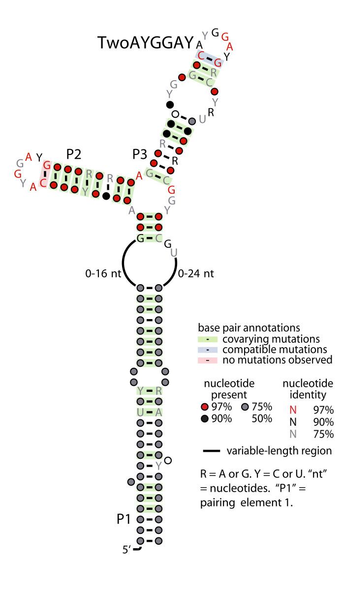 TwoAYGGAY RNA motif
