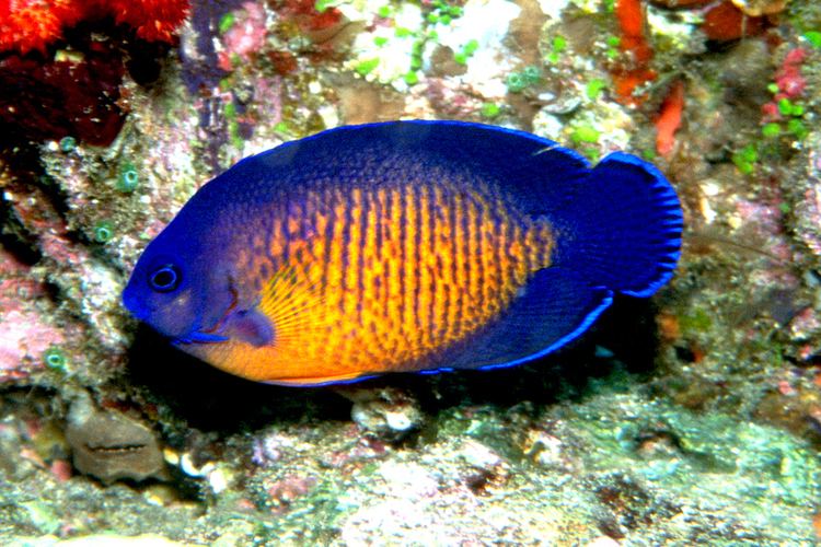 Twospined angelfish Twospined Angelfish Reef Environmental Education Foundation REEF