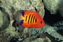 Twospined angelfish Coral Beauty Angelfish